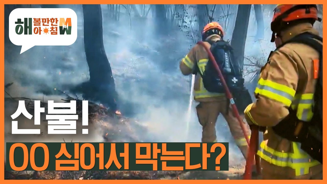 산불! OO 심어서 막는다?